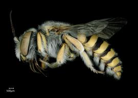   Anthidium sonorense nbsp;male lateral habitus, photo: Chelsey Ritner 

